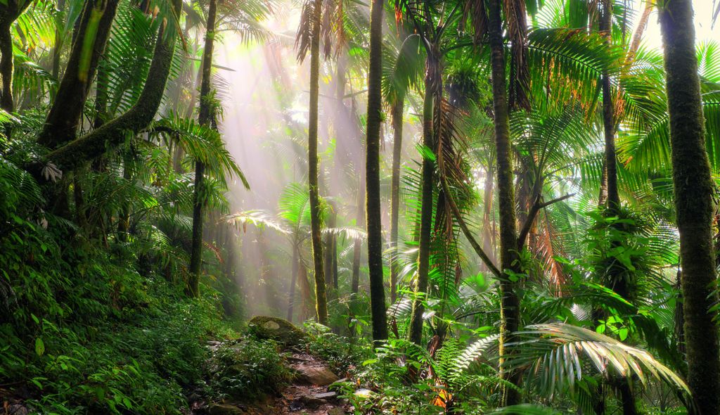 rain forest with sun gleaming through the trees