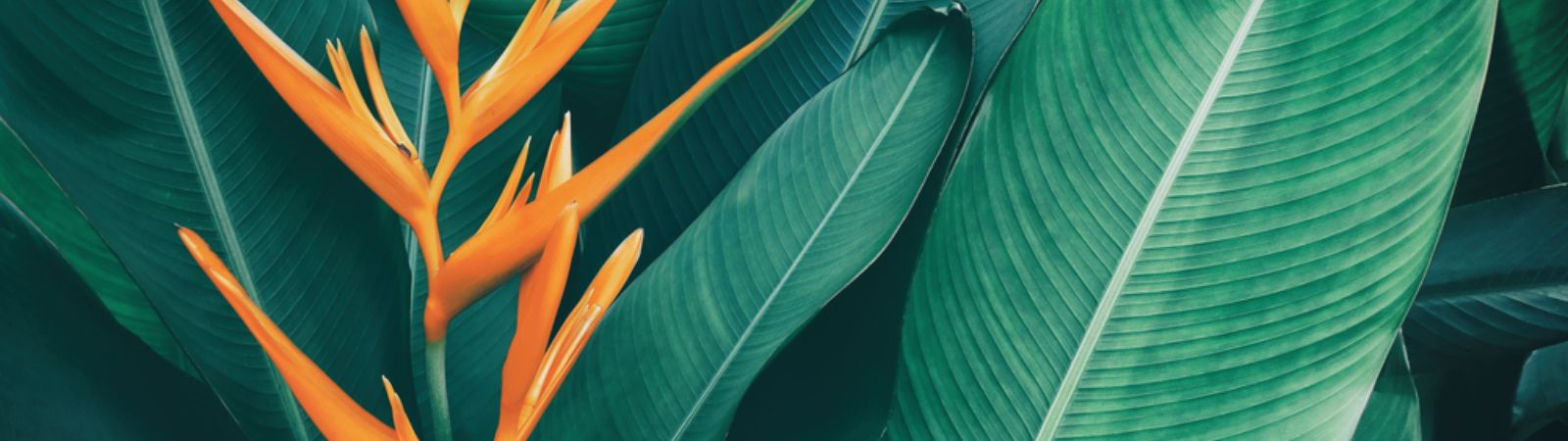 close up of plant