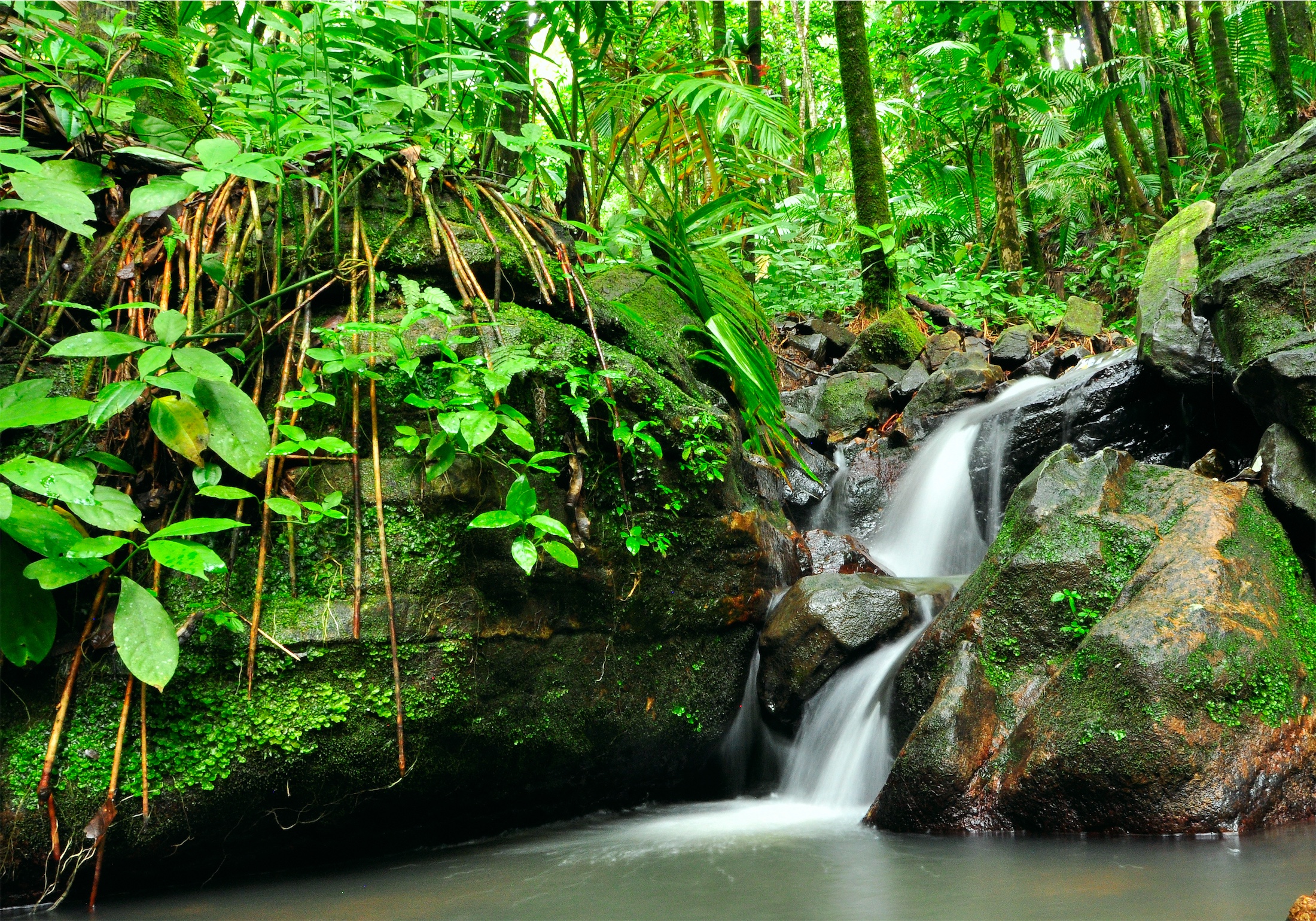 pequeña cascada en un bosque
