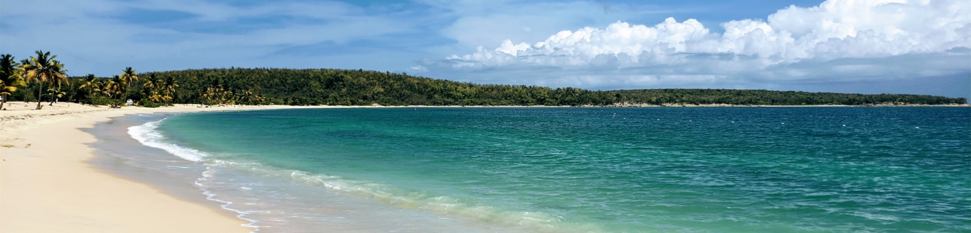 beach with a distant forest